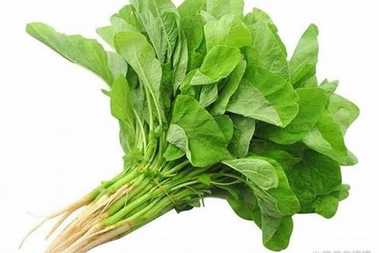 小白!苋菜的霜霉病怎么样治啊？