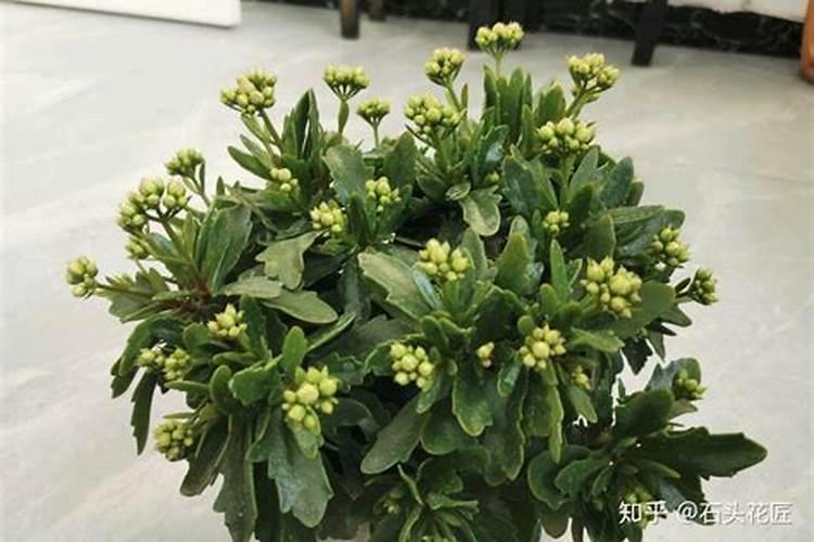 长寿花苗己有三四对叶子,可以施尿素吗？