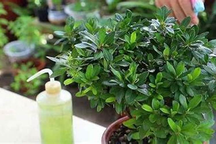 种甜叶菊用什么肥料