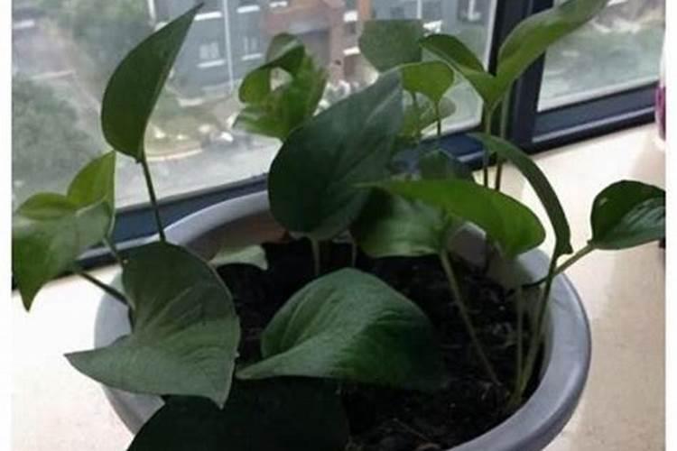 死鱼沤肥比花生饼肥好吗？
