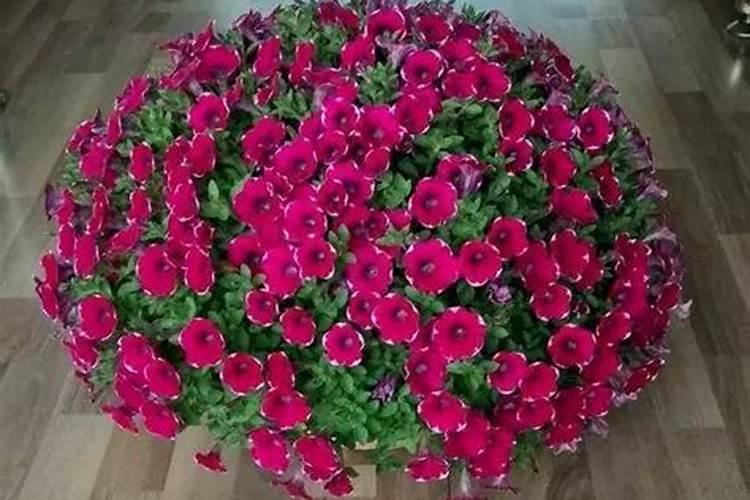 三角梅有花苞能喷磷钾肥吗 三角梅有花苞能喷磷钾肥