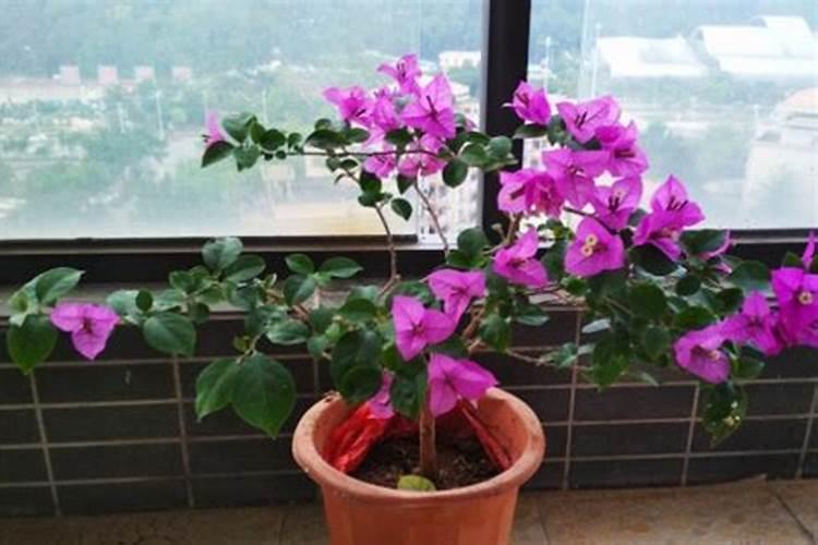 三角梅看到花苞后的施肥方法