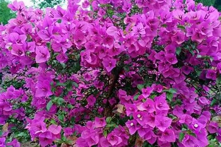 三角梅看到花苞后的施肥方法