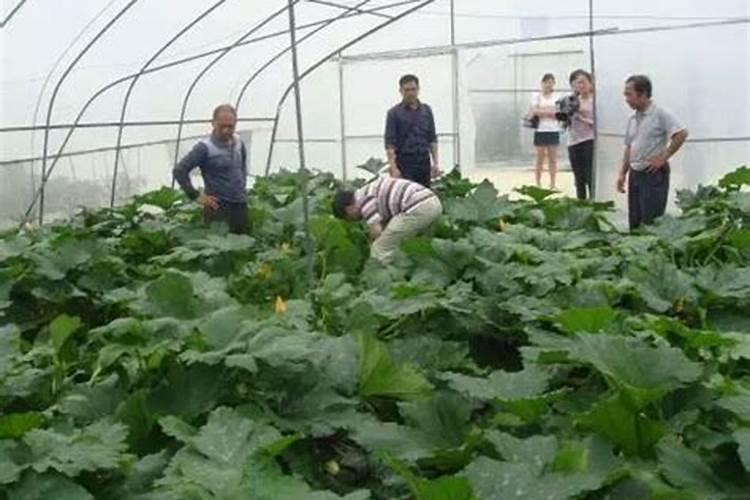 籽用西葫芦瓜全座不住怎么回事？怎么预防这种情况？,、、、先期种植不用...