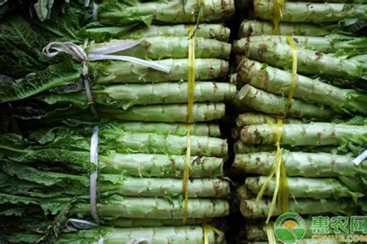 莴笋大规模种植用什么肥料才能长得又粗又壮？