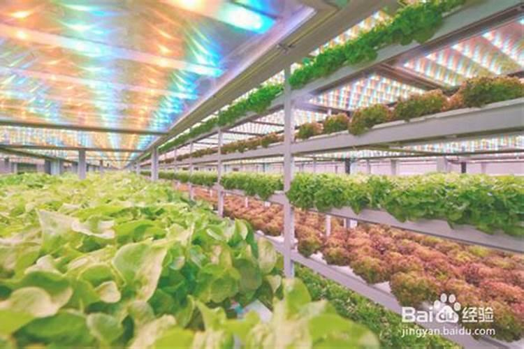 叶面肥有哪些品牌