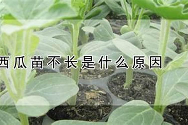蔬菜苗打过多次农药不长怎么办？