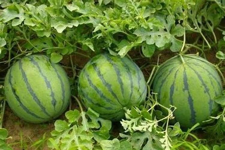 赤霉素与芸苔素哪个好