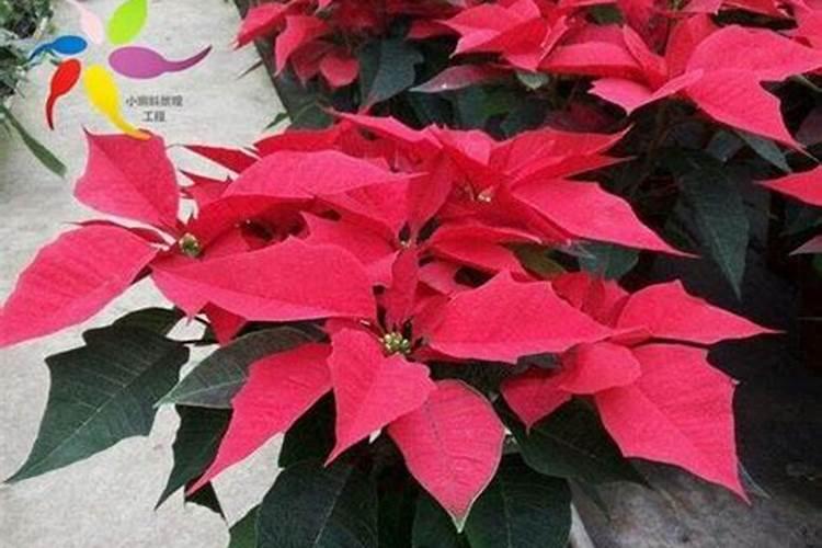 怎么让一品红开花,开完花怎么处理