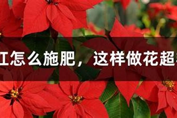 一品红只长叶子不开花是什么原因及解决办法