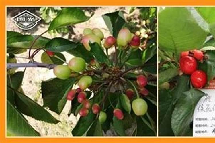 樱桃叶柄变红,叶脉变成红褐色,请各位认定一下是什么病害,用什么药,效 ...