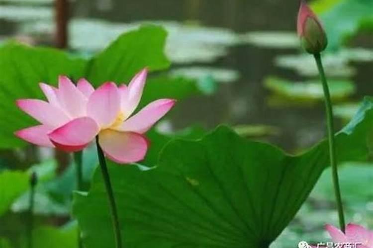 荷花施什么肥最好？