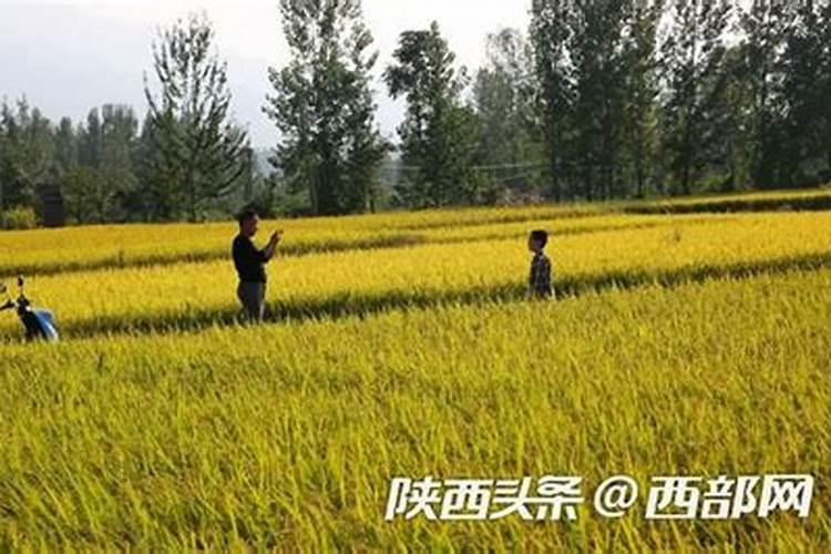 稻子什么时候施肥？
