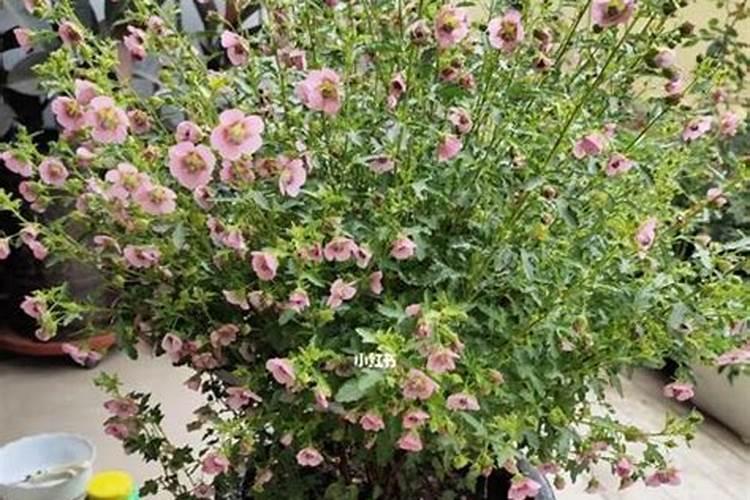 盆栽小木槿,开花后不长花苞,是什么原因呢？