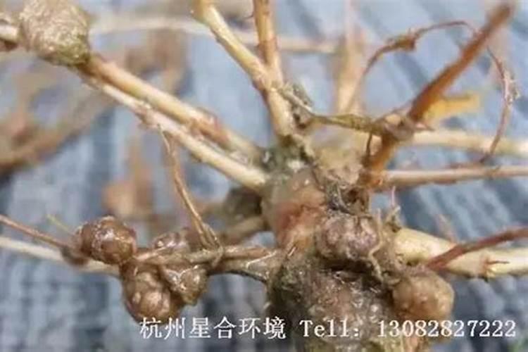 根瘤菌固氮原理是什么？