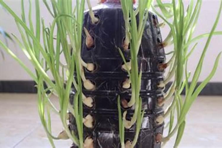 鱼蛋白不能与什么肥料混用,鱼蛋白肥料怎么制作