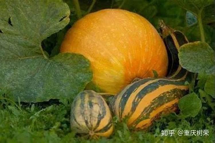 南瓜幼苗期如何使用芸苔素