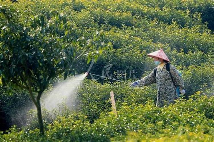 硫酸钾应该如何正确使用？需要注意什么？
