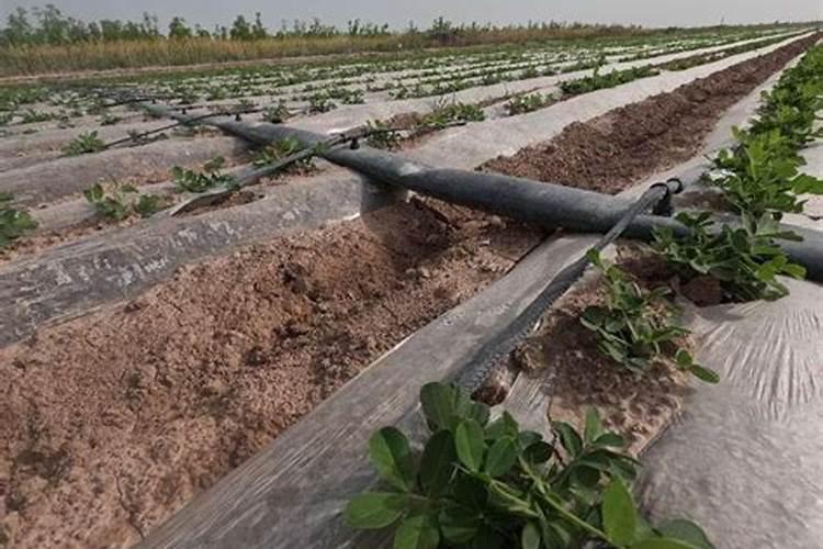 花生硼肥什么时间施用