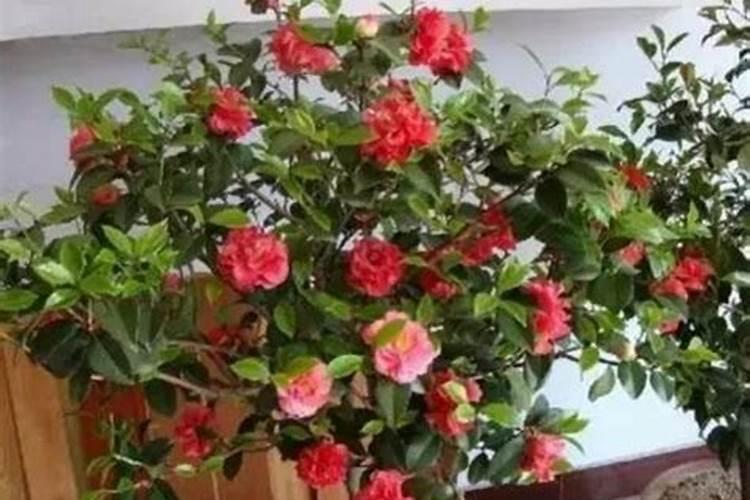 茶花如何施氮肥长得好