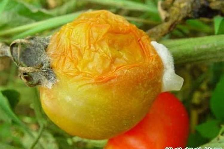 种植西红柿用什么肥料最好