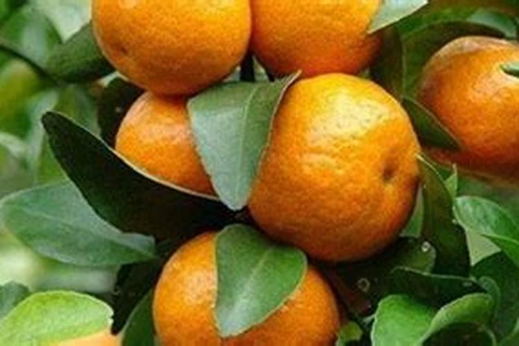 柑橘树什么时候施肥最好