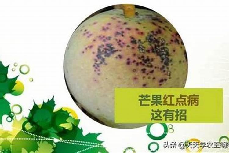 芒果炭疽病频发,我们应该怎么解决？