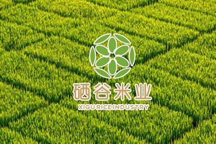 浅谈水稻黑条矮缩病的发生与防治技术南方水稻黑条矮缩病