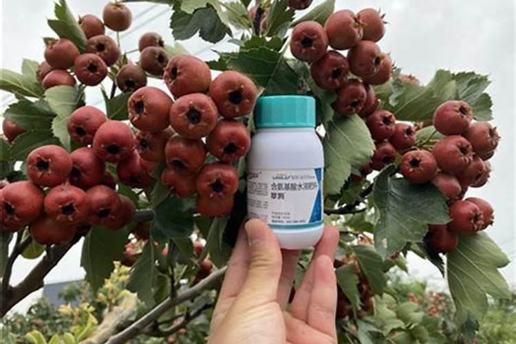 钙镁硼锌铁叶面肥啥时用最好