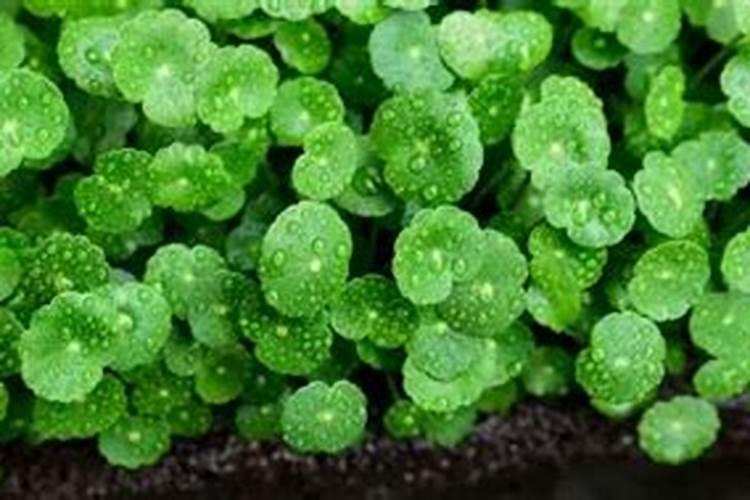 种麦子用什么复合肥好