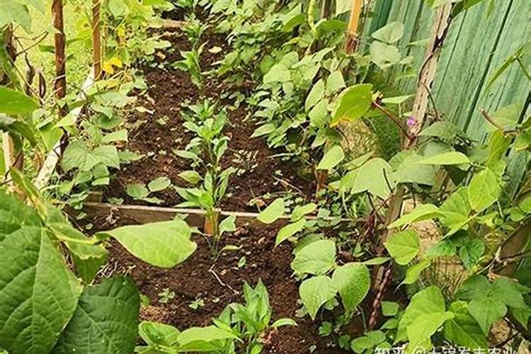 豆角最忌哪种肥料种植呢