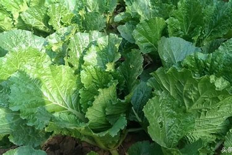 大白菜种植技术要点、大白菜食疗作用介绍