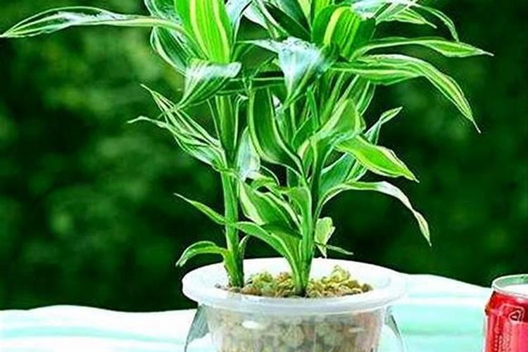 斑叶竹节秋海棠多久浇水一次 斑叶竹节秋海棠浇水的时间