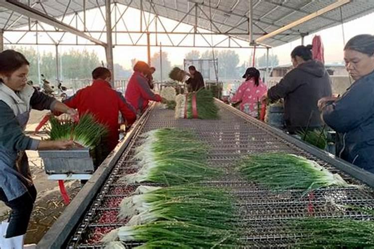 种植韭菜和小葱,施哪些肥料作物优质有高产？