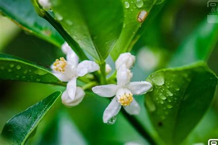 金桔开花了能施肥吗