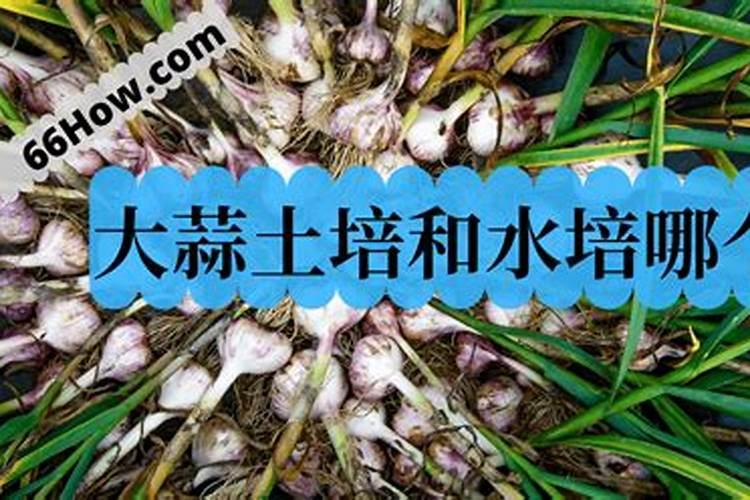 大蒜的种法