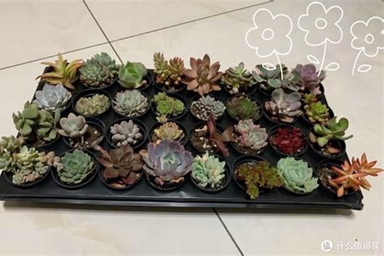 多肉植物能喷磷钾肥吗