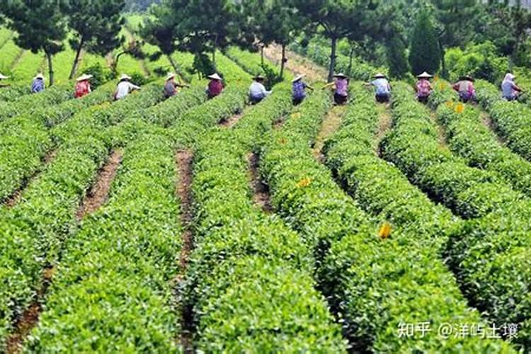 山茶树什么季节追肥好,谈谈山茶树的追肥问题