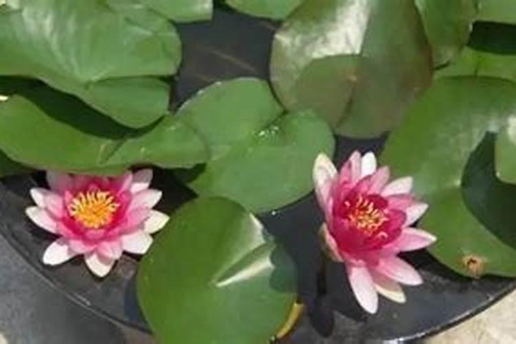荷花怎么样施肥