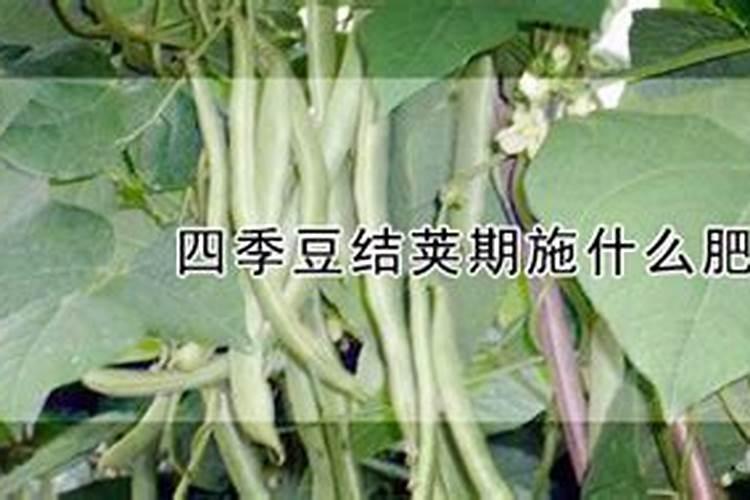 朴树的施肥方法及时间 朴树的施肥方法及时间简单介绍
