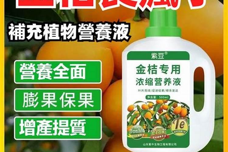 小金桔开花结果阶段能上肥吗？