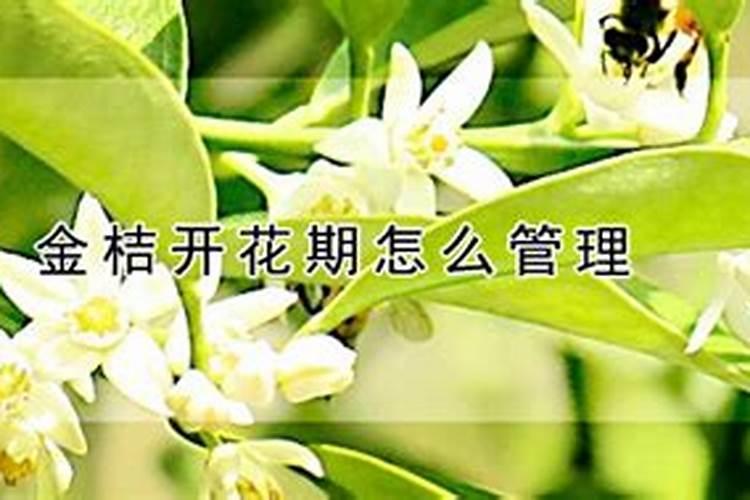 金桔开花了能施肥吗
