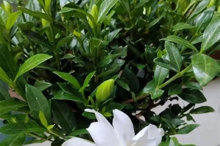 尿素可以用来给栀子花施肥吗 尿素能不能用来给栀子花施肥的呢