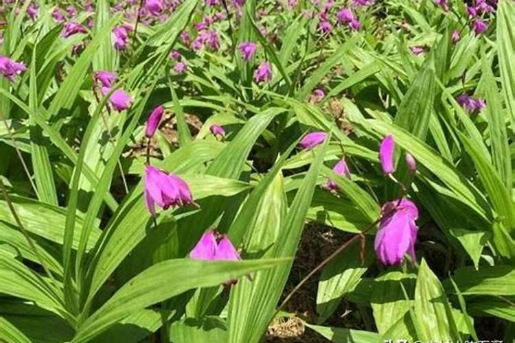 白芨种植技术用什么肥料
