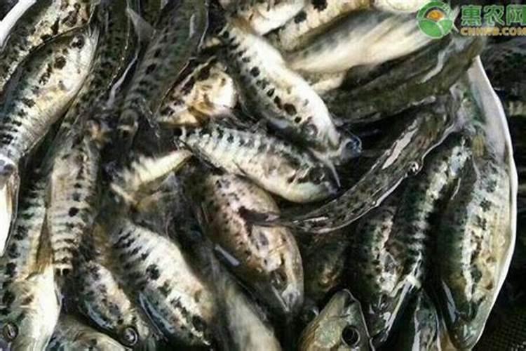 流体硼能和液体氮肥混在一起喷施玉米吗？