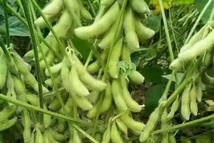 种植大豆的肥料用量每亩用氮磷钾各多少公斤是最合理的？