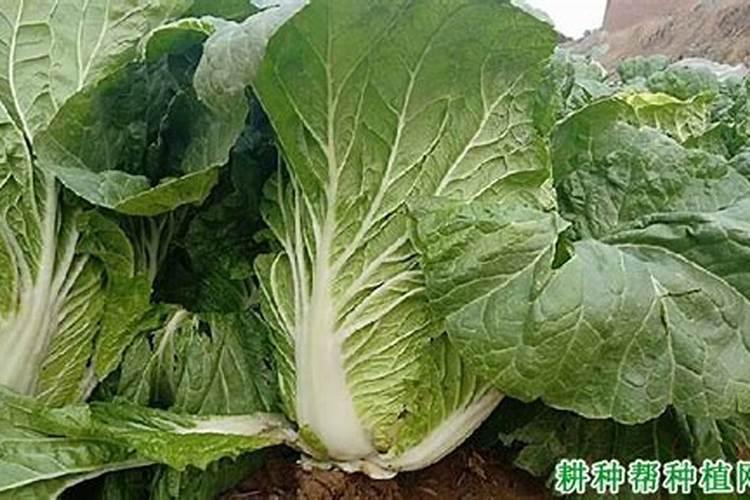 白菜施什么肥