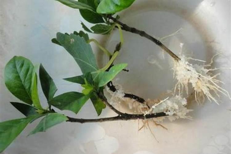插枝植物未生根能喷洒叶面肥吗？扦插苗未生根可喷叶面肥