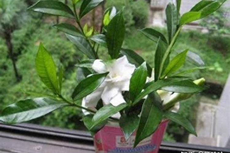 栀子花用什么肥料好？