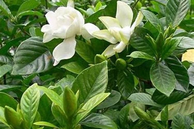 尿素可以用来给栀子花施肥吗